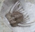Spiny Kettneraspis Trilobite - Oklahoma #36146-3